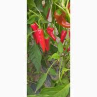 Продам гіркий перець