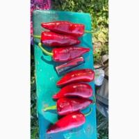 Продам гіркий перець