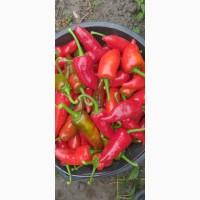 Продам гіркий перець