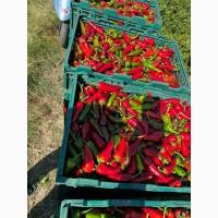 Продам гіркий перець