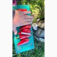 Продам гіркий перець