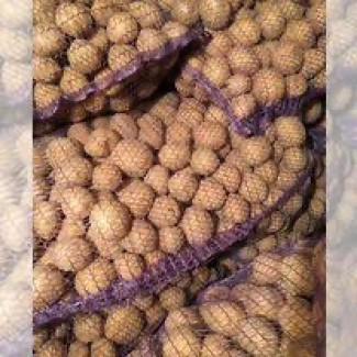 Насіннєва картопля Арізона Івано-Франківська область купити, роздріб від 10 кг