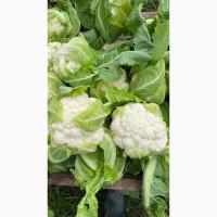 Продам Пекінську капусту