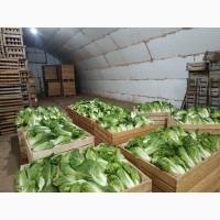 Продам Пекінську капусту