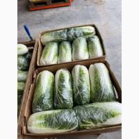Продам Пекінську капусту