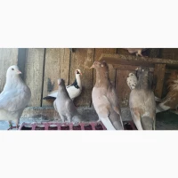 Голуб Нюрнбергський багдет