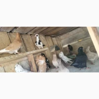 Голуб Нюрнбергський багдет