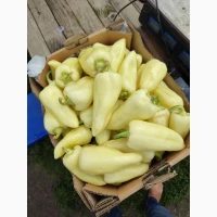 Томат, Перець, Кукурудза, Баштанні, Баклажан