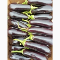 Томат, Перець, Кукурудза, Баштанні, Баклажан