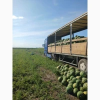 Томат, Перець, Кукурудза, Баштанні, Баклажан