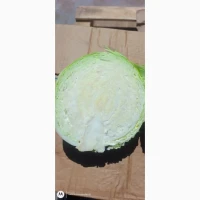 Продам капусту идеал