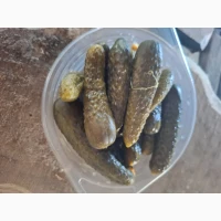 Продам квашений Огірок