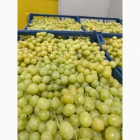 Кишмиш віноград