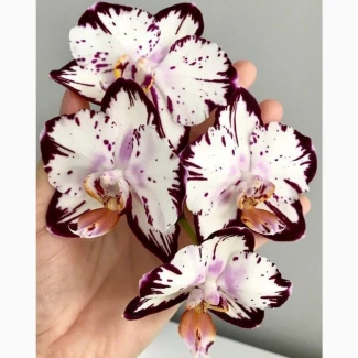 Орхидея очень красивая Легенда крупноцветковая фалинопсис