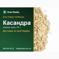 Продам насіння костриці червоної Касандра - еліта, РН-1