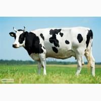 Продам молоко фермерське від 100 до 900 літрів у день