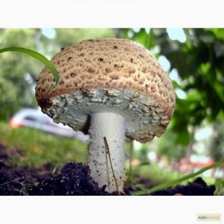 Семена августовского шампиньона недорого, высылаю в любой регион