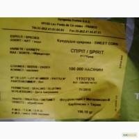 Продам кукурузу, сорт Спирит