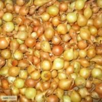 Продам Продам лук-севок(арбажейка)