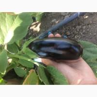 Продам баклажан