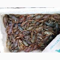 Продам речных раков