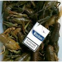 Продам речные раки живые
