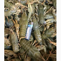 Продам речные раки живые