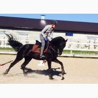 Жеребець хоббі класу