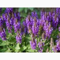 Семена медоносных растений (медоносные растения, семена)