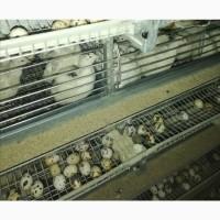 Продам домашні пепепелині яйця