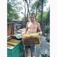 Продам до 100 пчоло пакетів