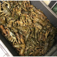 Раки речные живые