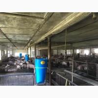 Продаж поросят та підрощених свиней