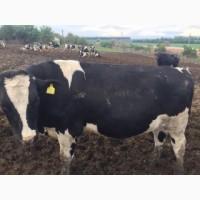 Фермерське господарство реалізує бичків від 100 до 450 кг