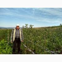 Продам саджанці яблуні