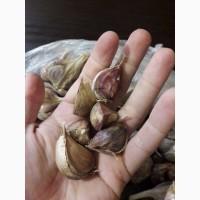 Продам чеснок софиевский