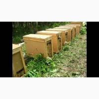Продам Бджолопакети карпатка 4 р. 3 розплод 1 корм
