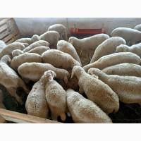 Молодые баранчики Мериноландшаф и Романовские, продажа