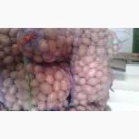 Продам товарну картошку сорт белла росса