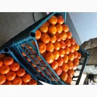 Продам мандарин производство Турция