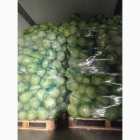 Продам капусту сорт Зенон
