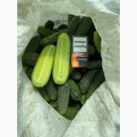 Продам огірок 7-12 см