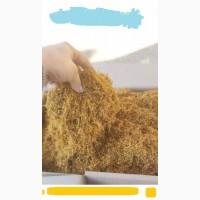 Сам садив - Вірджінія, Берлі, Міленіум самий вищий сорт і класс Дюбек