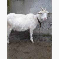 Коза, окот в январе