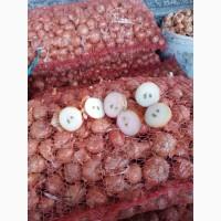 Продам цибулю, лук штутгарт