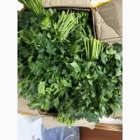 Продам Петрушку