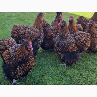 Інкубаційне яйце (курчата). Орпінгтон: лаванда, срібло, золото