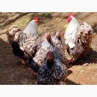 Інкубаційне яйце (курчата). Орпінгтон: лаванда, срібло, золото