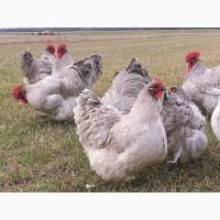 Інкубаційне яйце (курчата). Орпінгтон: лаванда, срібло, золото