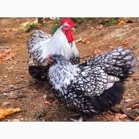 Інкубаційне яйце (курчата). Орпінгтон: лаванда, срібло, золото